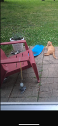 Lost Male Cat last seen Leet rd, Niles, MI 49120