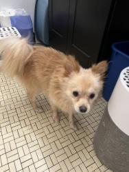 Found/Stray Male Dog last seen North Moreland and Larchmere, Shaker Heights, OH 44120