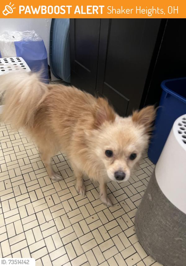 Found/Stray Male Dog last seen North Moreland and Larchmere, Shaker Heights, OH 44120