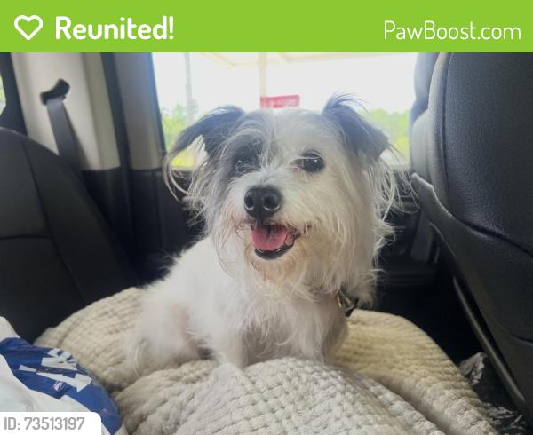 Reunited Female Dog last seen PINEWILD community, Pinehurst, NC 28374