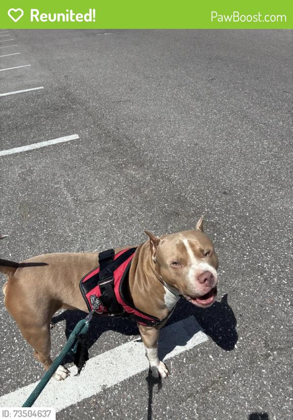 Reunited Male Dog last seen Mainland Blvd., Pinellas Park, Pinellas Park, FL 33782