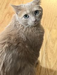 Lost Female Cat last seen Morrison st ne an woodlands Cove dr NE, Cleveland, TN 37312