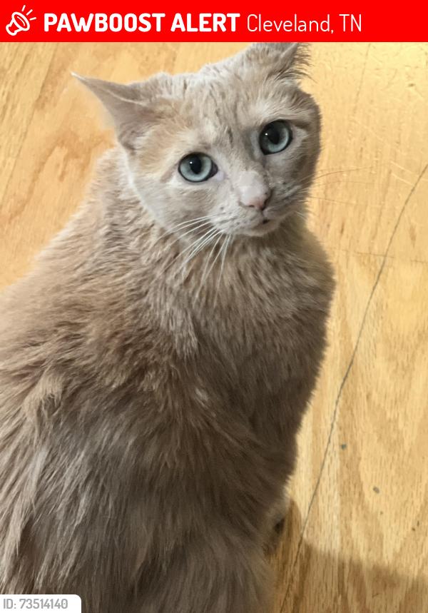 Lost Female Cat last seen Morrison st ne an woodlands Cove dr NE, Cleveland, TN 37312