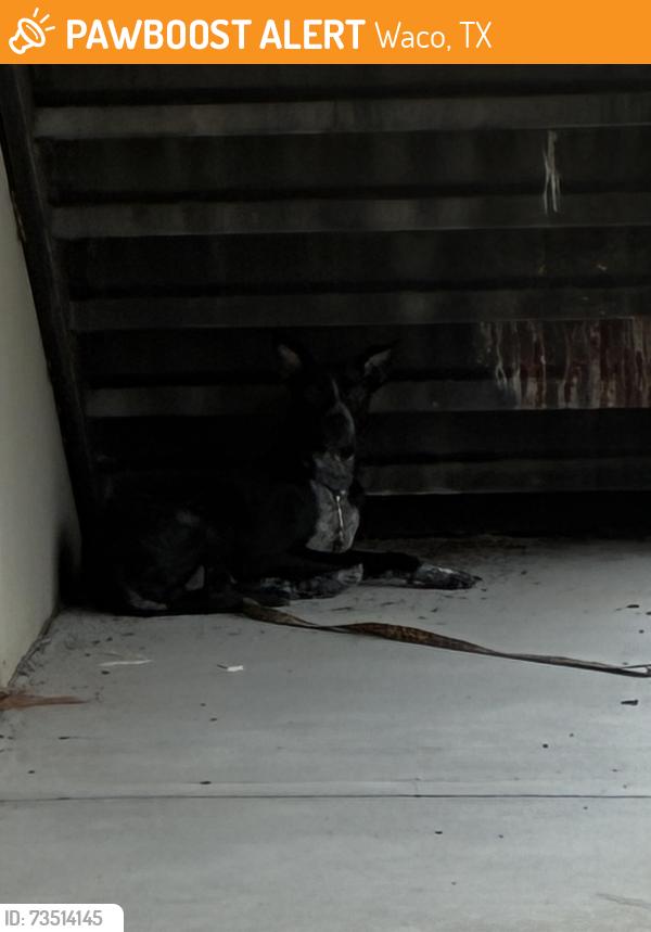 Found/Stray Unknown Dog last seen AMC Galaxy 16, Waco, TX 76710