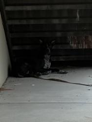 Found/Stray Unknown Dog last seen AMC Galaxy 16, Waco, TX 76710
