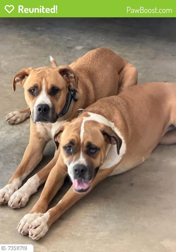 Reunited Female Dog last seen Near Lebanon Church Rd, Jefferson, GA 30549