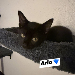 Shelter Stray Male Cat last seen , 8020 Washington St, Port Richey, FL 34668, USA