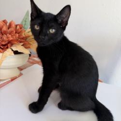 Shelter Stray Female Cat last seen , 8020 Washington St, Port Richey, FL 34668, USA