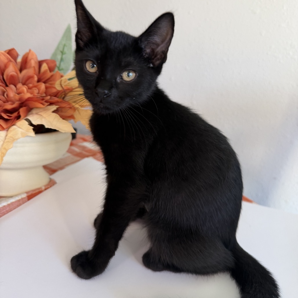 Shelter Stray Female Cat last seen , 8020 Washington St, Port Richey, FL 34668, USA