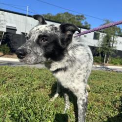 Shelter Stray Male Dog last seen , 3607 N Armenia Ave, Tampa, FL 33607, USA