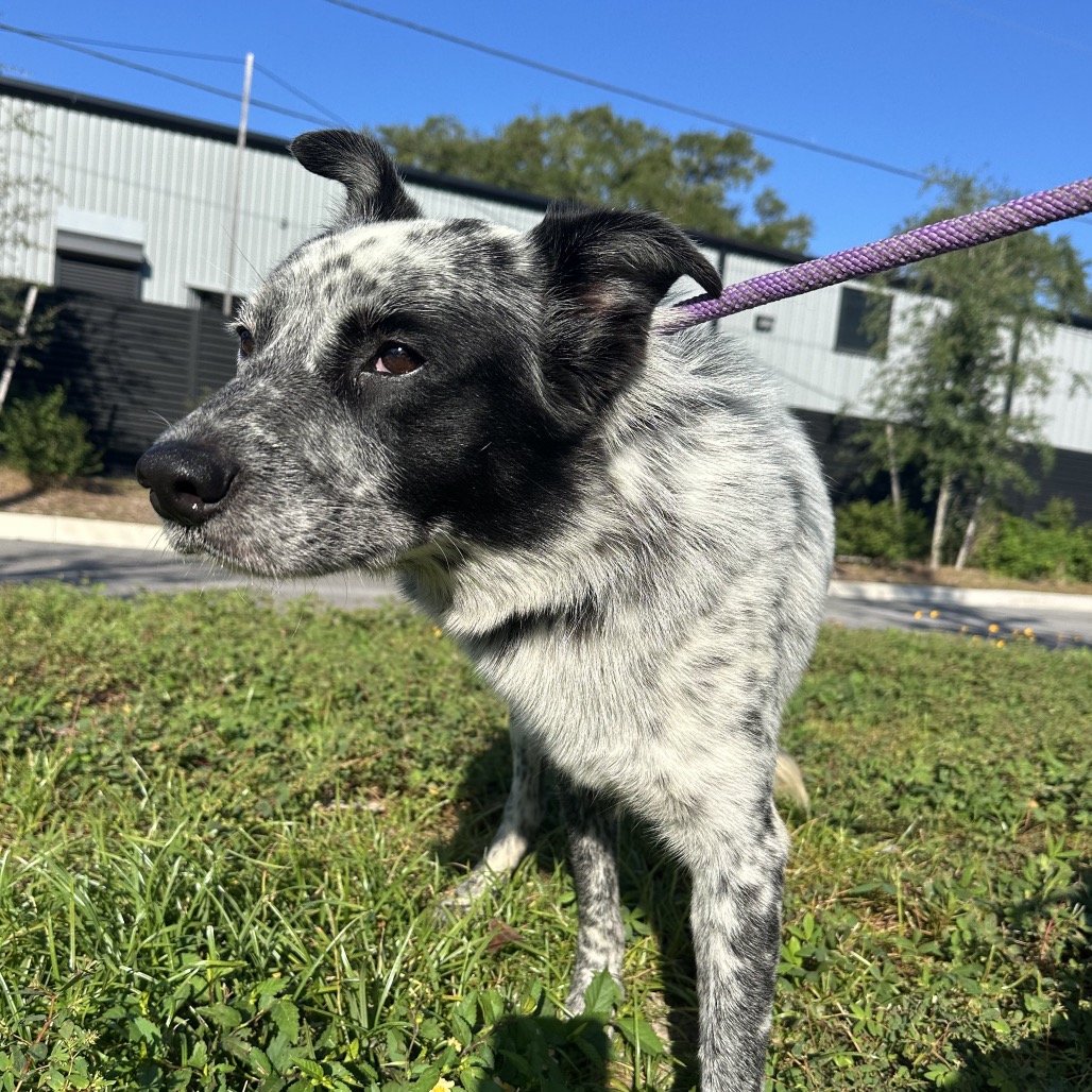 Shelter Stray Male Dog last seen , 3607 N Armenia Ave, Tampa, FL 33607, USA