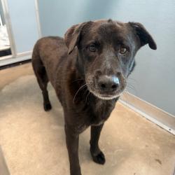 Shelter Stray Male Dog last seen , 3607 N Armenia Ave, Tampa, FL 33607, USA
