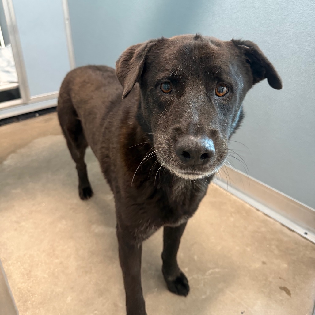 Shelter Stray Male Dog last seen , 3607 N Armenia Ave, Tampa, FL 33607, USA