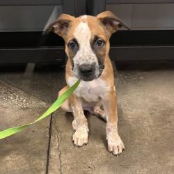 Shelter Stray Male Dog last seen , 3607 N Armenia Ave, Tampa, FL 33607, USA