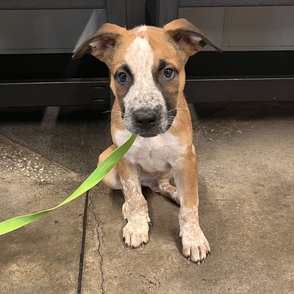 Shelter Stray Male Dog last seen , 3607 N Armenia Ave, Tampa, FL 33607, USA