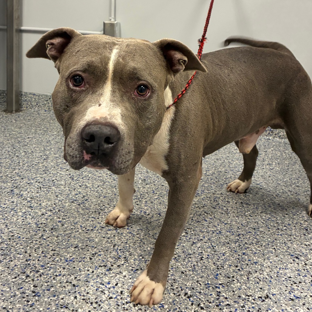 Shelter Stray Male Dog last seen , 328 Furman Hall Rd, Greenville, SC 29609, USA