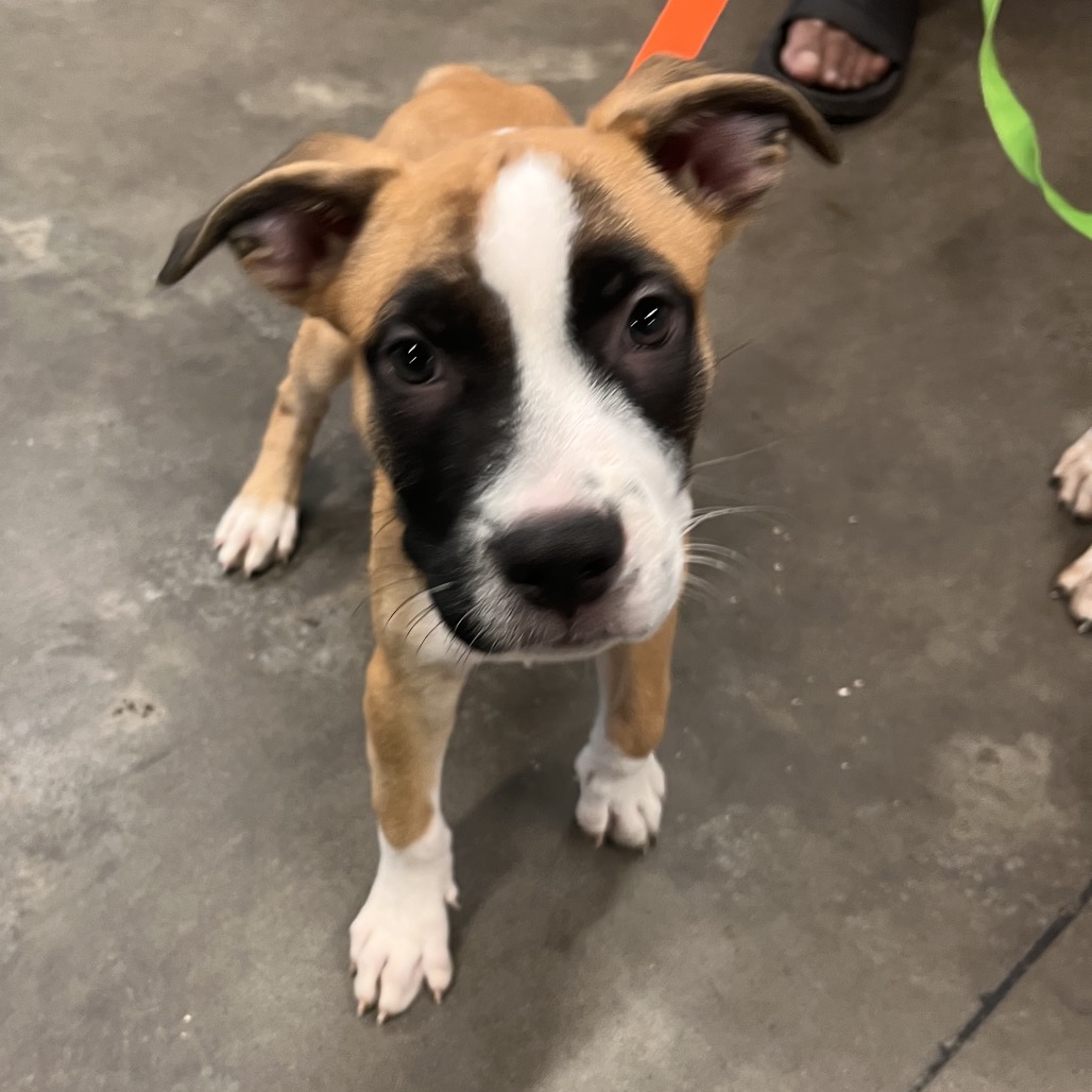 Shelter Stray Male Dog last seen , 3607 N Armenia Ave, Tampa, FL 33607, USA