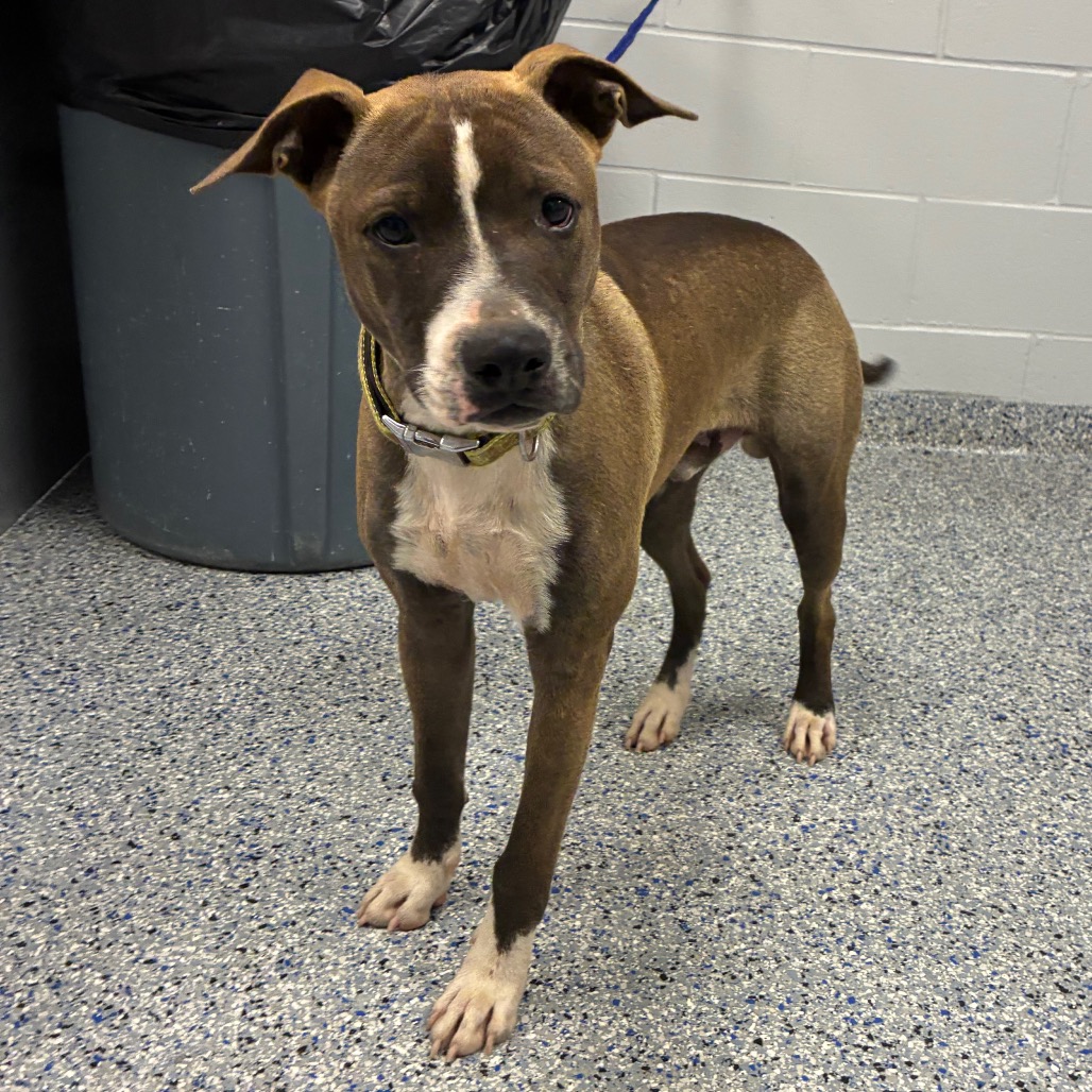 Shelter Stray Male Dog last seen , 328 Furman Hall Rd, Greenville, SC 29609, USA