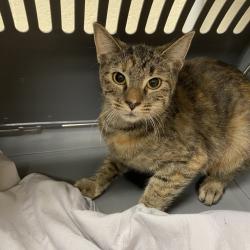 Shelter Stray Female Cat last seen , 2350 Appling City Cove, Memphis, TN 38133, USA