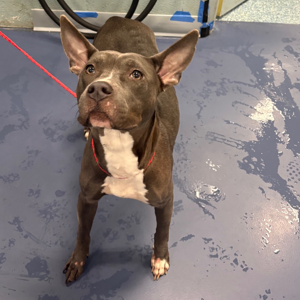 Shelter Stray Female Dog last seen , 980 Guilford College Rd, Greensboro, NC 27409, USA