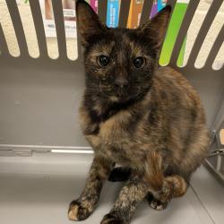Shelter Stray Female Cat last seen , 2350 Appling City Cove, Memphis, TN 38133, USA