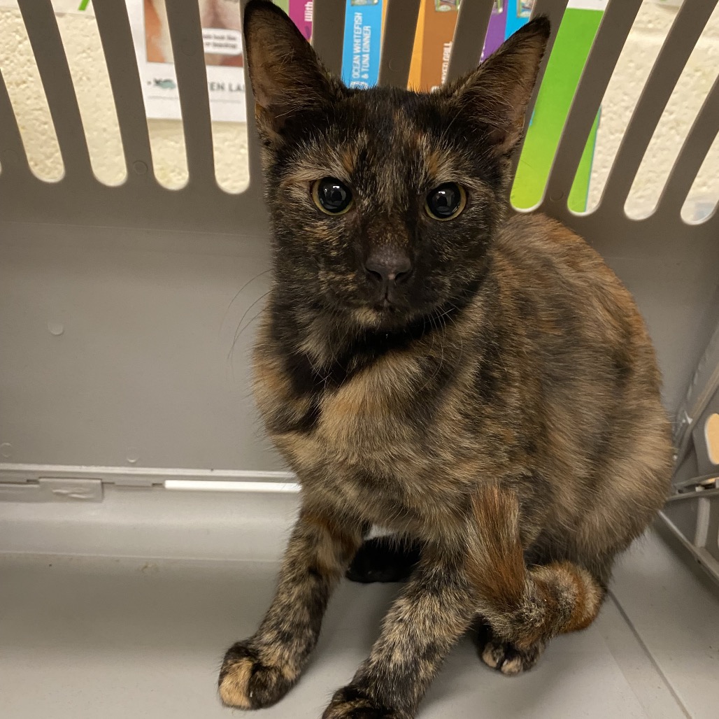 Shelter Stray Female Cat last seen , 2350 Appling City Cove, Memphis, TN 38133, USA