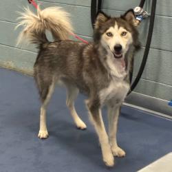 Shelter Stray Female Dog last seen , 980 Guilford College Rd, Greensboro, NC 27409, USA