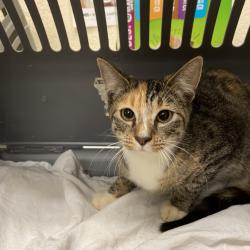 Shelter Stray Female Cat last seen , 2350 Appling City Cove, Memphis, TN 38133, USA