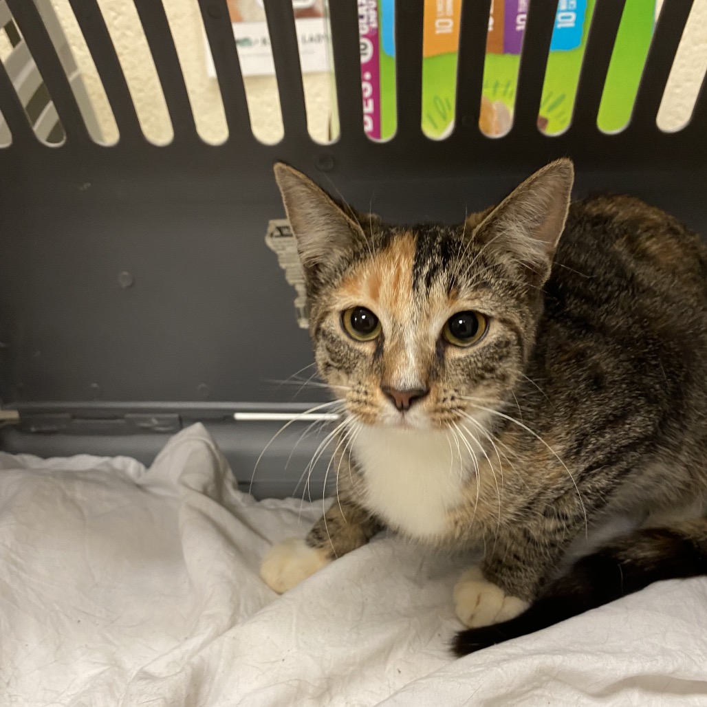 Shelter Stray Female Cat last seen , 2350 Appling City Cove, Memphis, TN 38133, USA
