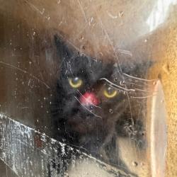 Shelter Stray Male Cat last seen , Animal Care & Control Team of Philly, 111 W Hunting Park Ave, Philadelphia, PA 19140, USA