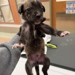 Shelter Stray Male Dog last seen , 5570 Sturmer Park Cir, Winston-Salem, NC 27105, USA