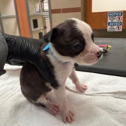 Shelter Stray Female Dog last seen , 5570 Sturmer Park Cir, Winston-Salem, NC 27105, USA