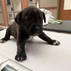 Shelter Stray Female Dog last seen , 5570 Sturmer Park Cir, Winston-Salem, NC 27105, USA