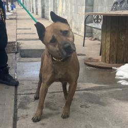Shelter Stray Male Dog last seen , 124 Evergreen Ave, Newark, NJ 07114, USA