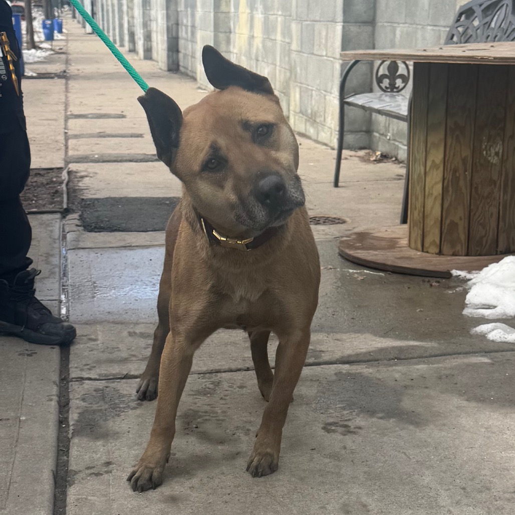 Shelter Stray Male Dog last seen , 124 Evergreen Ave, Newark, NJ 07114, USA
