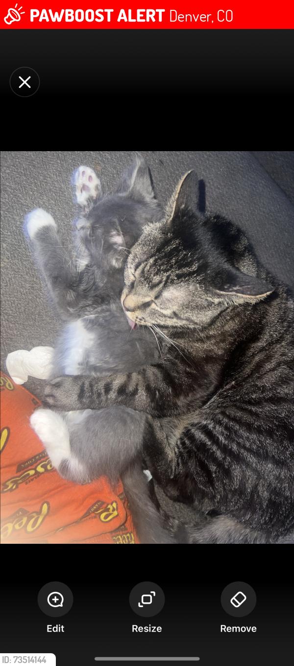 Lost Male Cat last seen Crown blvd near Escalante-Biggs elementary school, Denver, CO 80239