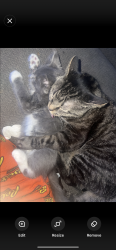 Lost Male Cat last seen Crown blvd near Escalante-Biggs elementary school, Denver, CO 80239