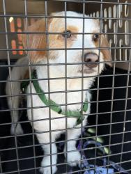 Lost Male Dog last seen Mendel Park, Apple Valley, CA 92308