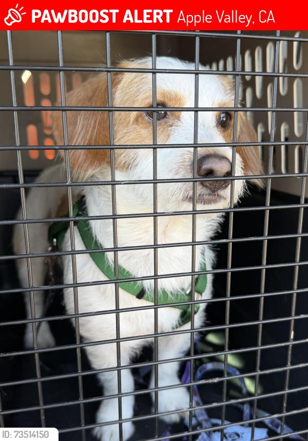 Lost Male Dog last seen Mendel Park, Apple Valley, CA 92308