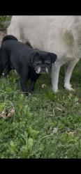 Reunited Male Dog last seen Near N Leroy St, San Bernardino, CA 92404, USA, San Bernardino, CA 92404