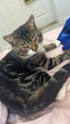 Reunited Male Cat last seen Near bob sikes blvd, Fort Walton Beach, FL 32547