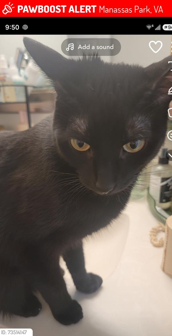 Lost Male Cat last seen Cable dr, Manassas Park, VA 20111