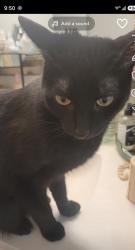Lost Male Cat last seen Cable dr, Manassas Park, VA 20111