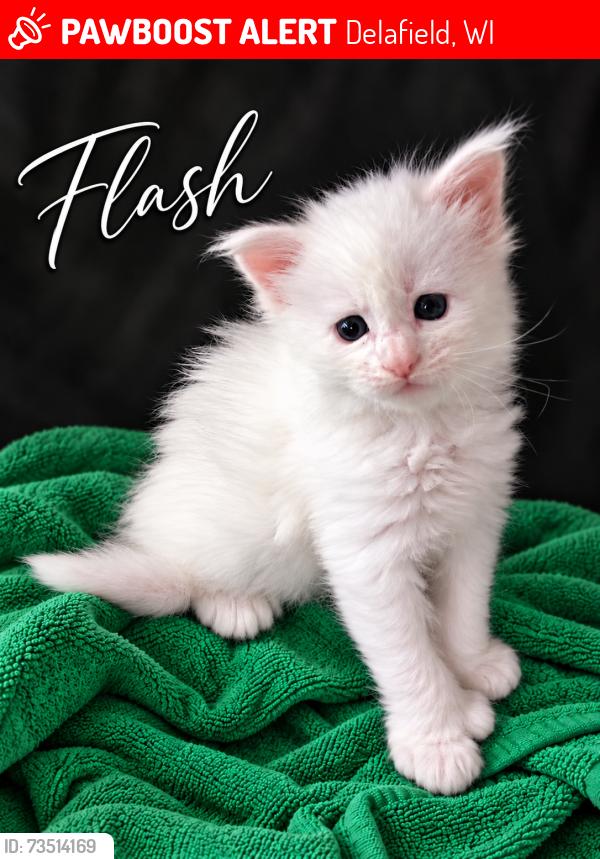 Lost Male Cat last seen Lakeside Road, Delafield, WI 53072