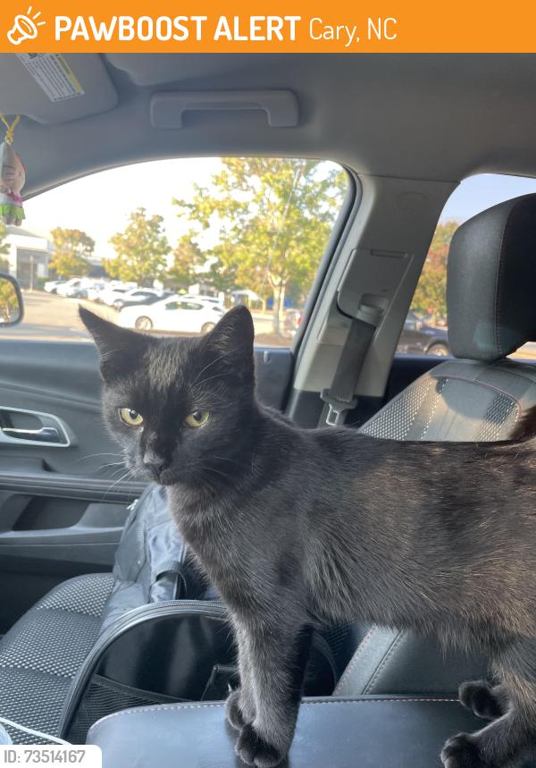 Found/Stray Male Cat last seen Near high meadow dr, Cary, NC 27511