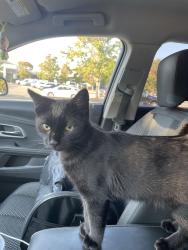 Found/Stray Male Cat last seen Near high meadow dr, Cary, NC 27511