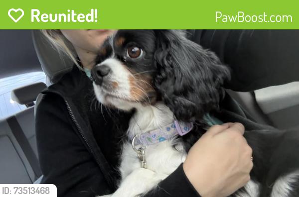 Reunited Female Dog last seen W Panther Way, Waco, TX 76712