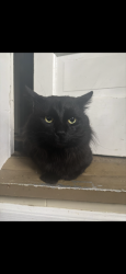 Lost Male Cat last seen Near thomas street, Sycamore, IL 60178