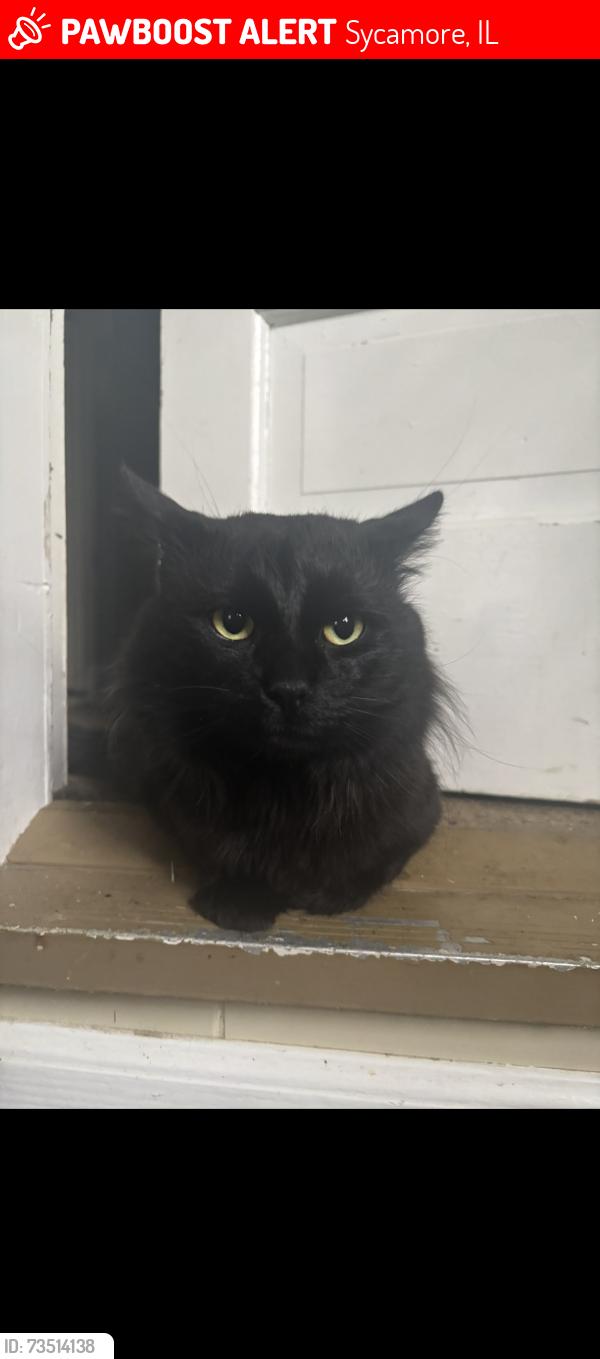 Lost Male Cat last seen Near thomas street, Sycamore, IL 60178