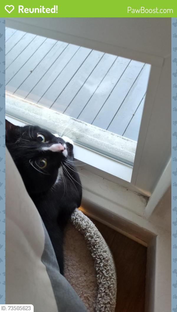 Reunited Male Cat last seen Elm St and Sever St, Worcester, MA 01609